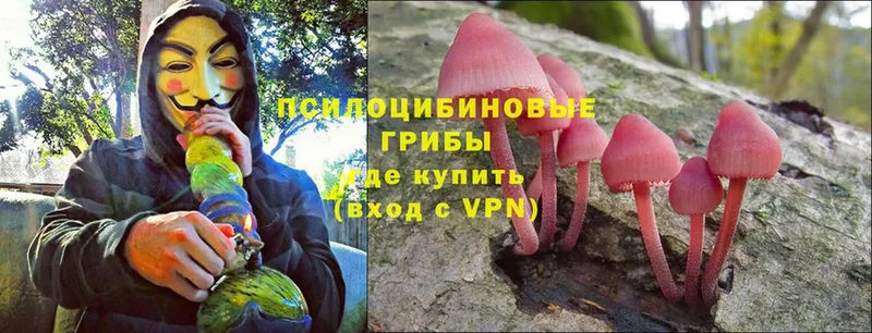 Псилоцибиновые грибы MAGIC MUSHROOMS  наркотики  Новодвинск 