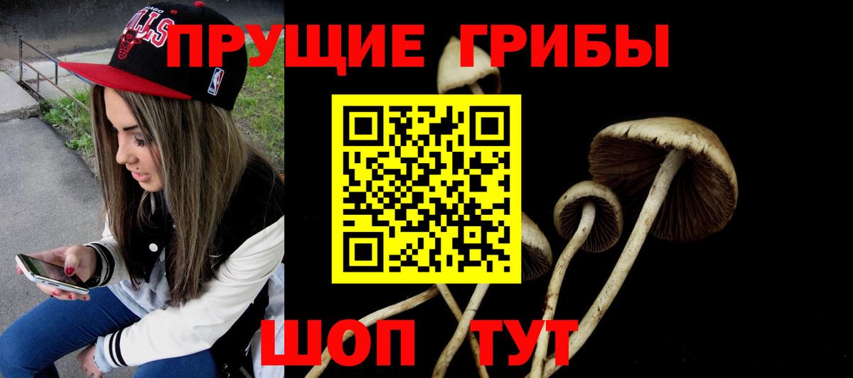 Галлюциногенные грибы Psilocybe Новодвинск